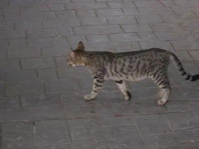 IMG_4901_????? ??????.webp