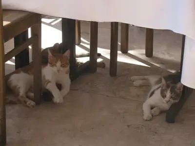 IMG_5095_????? ??????.webp