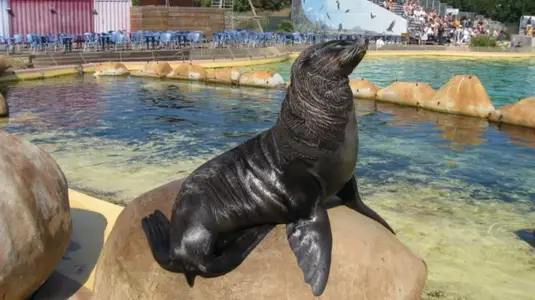 Marineland 032 [640x480].webp