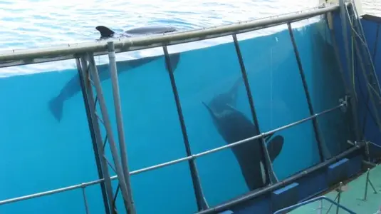 Marineland 066 [640x480].webp