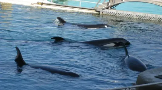 Marineland 072 [640x480].webp