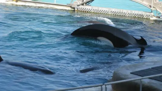 Marineland 073 [640x480].webp