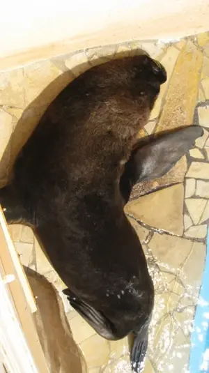 Marineland 097 [640x480].webp