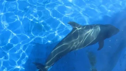 Marineland 107 [640x480].webp