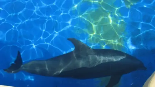 Marineland 111 [640x480].webp