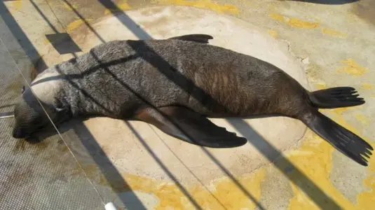 Marineland 036 [640x480].webp