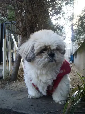 SH380090.webp SH380090.webp