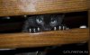 09655-pics_070-cats.firefun.ru.jpg