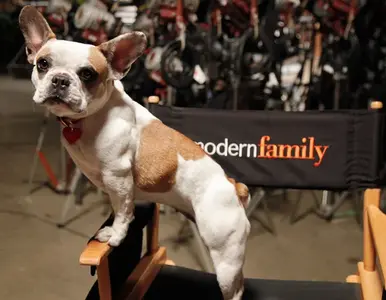 modern-family-recasts-the-role-of-stella-the-dog.webp modern-family-recasts-the-role-of-stella-the-dog.webp