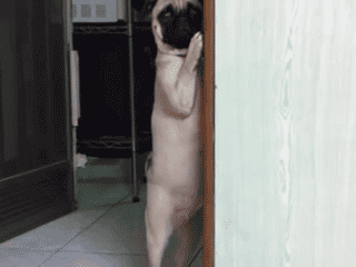 file.gif