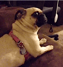 file (1).gif