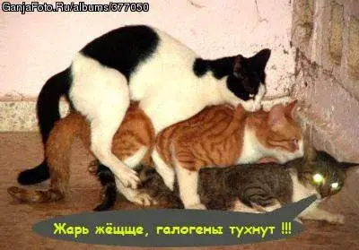 77.webp