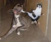 628-action-kitty.jpg