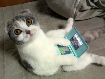 ??? )).webp